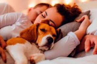 Ученые призвали не спать рядом с собаками