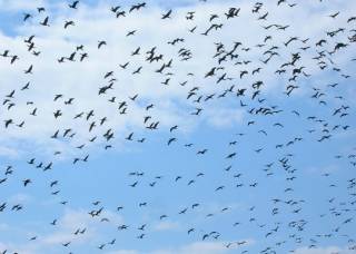 Ученые бьют тревогу: из-за людей могут исчезнуть большинство видов птиц