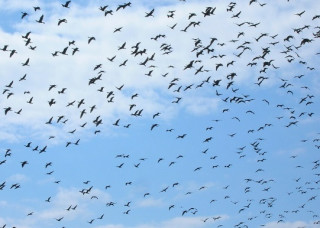 Вчені б'ють на сполох: через людей можуть зникнути більшість видів птахів