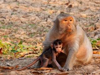 Власти одной из африканских стран всерьез озаботились безопасностью… обезьян