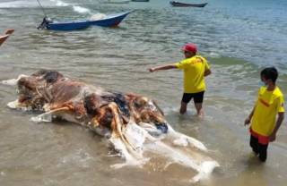 На берег Малайзии выбросило какое-то неизвестное чудовище