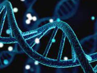 Найдены гены, которые отвечают за долголетие