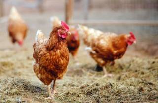 Ученые узнали о курицах кое-что неожиданное