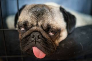 Ученые узнали, почему собаки начинают внезапно злиться