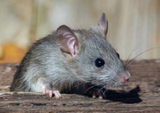 Ученые узнали о мышах кое-что необычное