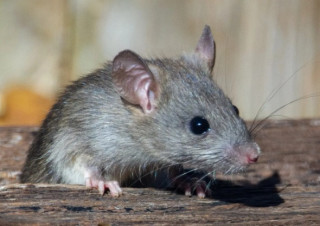 Вчені дізналися про миші дещо незвичайне