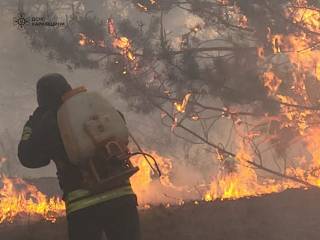 После российского обстрела в Харьковской области начался лесной пожар