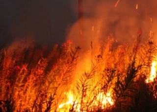 Украине угрожают лесные пожары: в ГСЧС рассказали об опасности