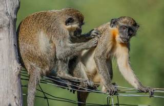 Биологи выяснили об обезьянах кое-что необычное