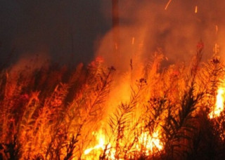 Україні загрожують лісові пожежі: у ДСНС розповіли про небезпеку