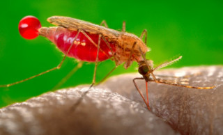 Виявлено неочевидний, але страшний наслідок малярії