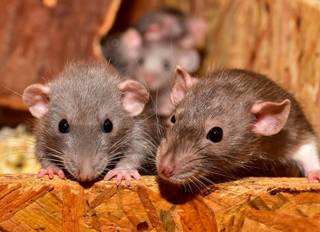 В Испании у десятков людей выявили жуткий крысиный вирус
