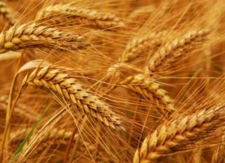 Цены на пшеницу в мире резко пошли вверх