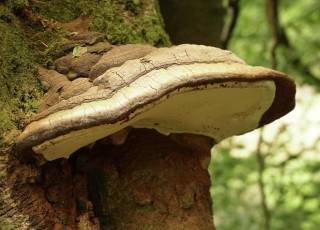 Ученые доказали уникальную пользу древесного гриба чага