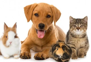 Домашні тварини: правила вибору та основні правила догляду