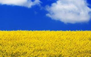 Украина хочет сдать в аренду более ста тысяч гектаров сельскохозяйственных земель