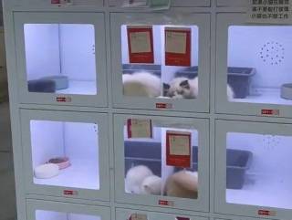 Китайцы начали продавать собак и кошек… через автоматы