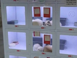 Китайці почали продавати собак та кішок… через автомати