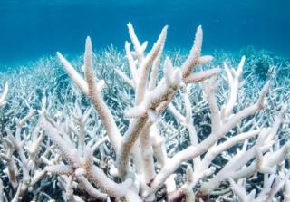 Раскрыта пикантная тайна кораллов