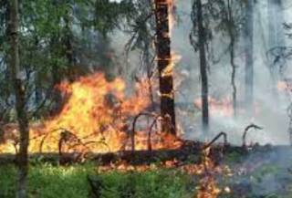 Харьковскую область охватили масштабные лесные пожары