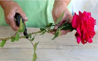 Размножение роз черенками из букета: как это сделать?