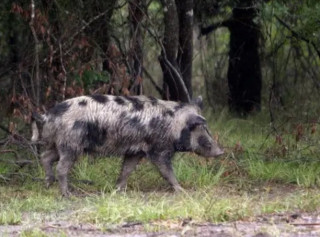 Свині-мутанти з Канади можуть атакувати США