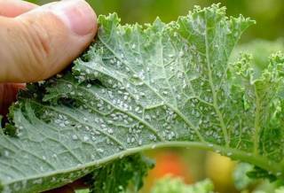 Лучшее средство от белокрылки: форум и его рекомендации