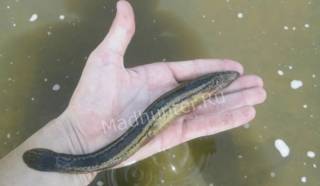 Рыба вьюн: можно ли есть ее?