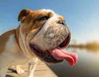 Ветеринары из США поведали, как защитить собак от жары