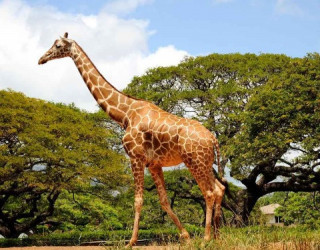 Американці розгадали секрет жирафів