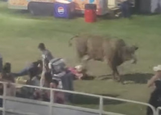 У США бик напав на глядачів під час родео – з'явилося відео