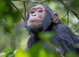 Шотландцы обнаружили интересное сходство между людьми и шимпанзе