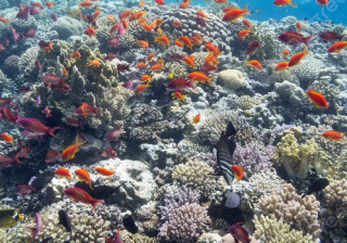 Вчені б'ють на сполох: закислення океанів може призвести до загибелі коралів