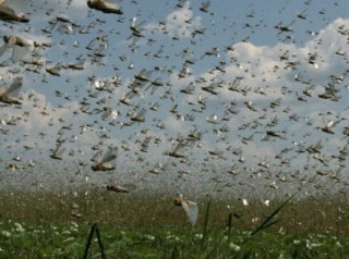 Британці запевняють, що незабаром люди будуть масово їсти.