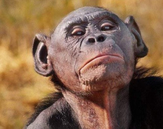 Британці дізналися про шимпанз дещо цікаве