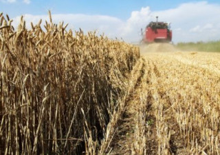 В Україні стартувало збирання врожаю зерна