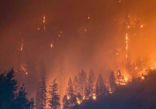Число мощных лесных пожаров в мире удвоилось за последние 20 лет