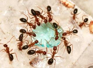 Ученые выяснили о муравьях кое-что удивительное