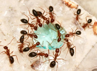 Вчені з'ясували про мурах дещо дивне