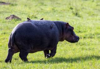Британцы разгадали интересный секрет бегемотов