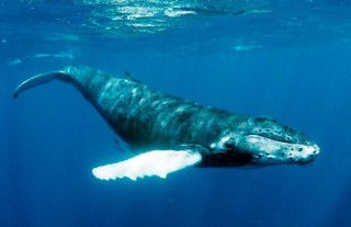 Австралійці дізналися про горбаті кити дещо дуже дивне