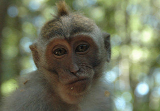 Вчені дізналися про мавп дещо кумедне