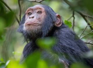Найдена еще одна схожесть между человеком и шимпанзе