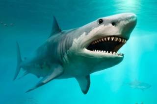 Бразильцев напугали… кокаиновые акулы