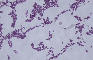 Bacillus subtilis: вчені знайшли пам'ять у бактерії