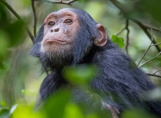 Знайдено ще одну схожість між людиною та шимпанзе