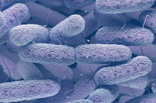 Klebsiella pneumoniae: у ВООЗ б'ють на сполох через небезпечну бактерію