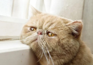 Американці розповіли про кішок дещо зворушливе