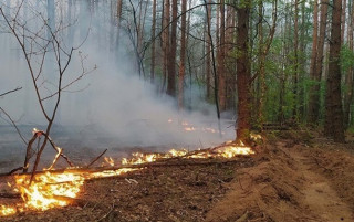 На Луганщині горить ліс, вогонь знищив понад 80 будинків