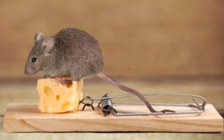 Как избавиться от мышей в квартире отзывы